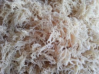 Dried WHITE Eucheuma Cottonii Seaweed